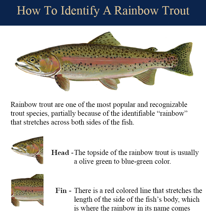 Rainbow Trout - King Salmon Outfitters